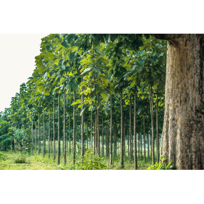 Teak Garden - Wrapped Canvas Print