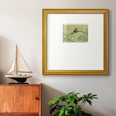 «Resting Sparrowpremium», reproduction encadrée