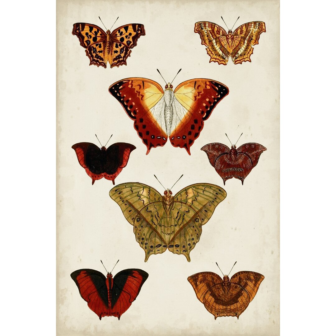 Leinwandbild Butterflies Displayed I von Vision Studio