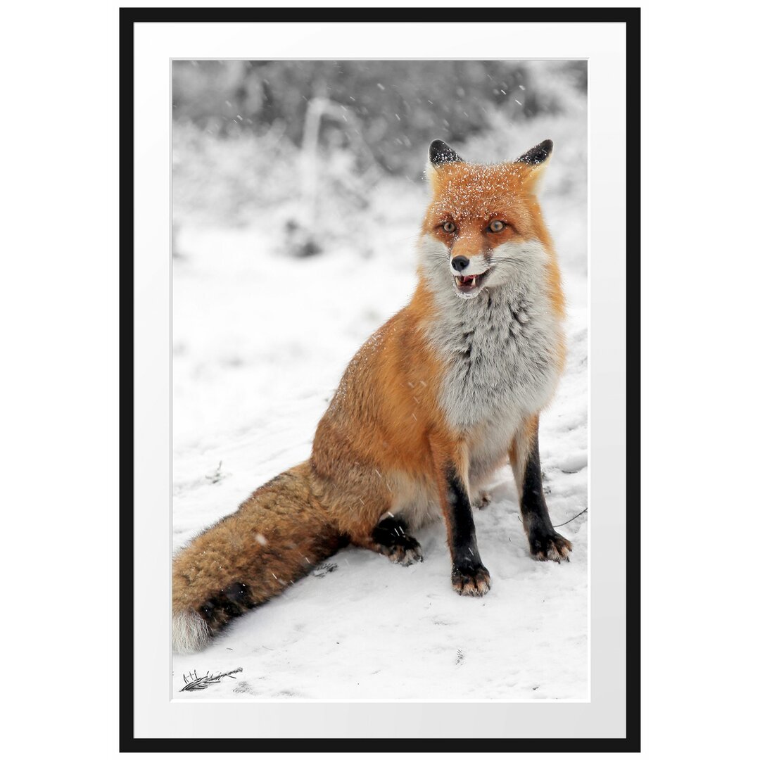 Gerahmtes Poster Angespannter Fuchs im Schnee