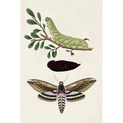 Chenille et papillon de nuit I - peinture sur toile tendue