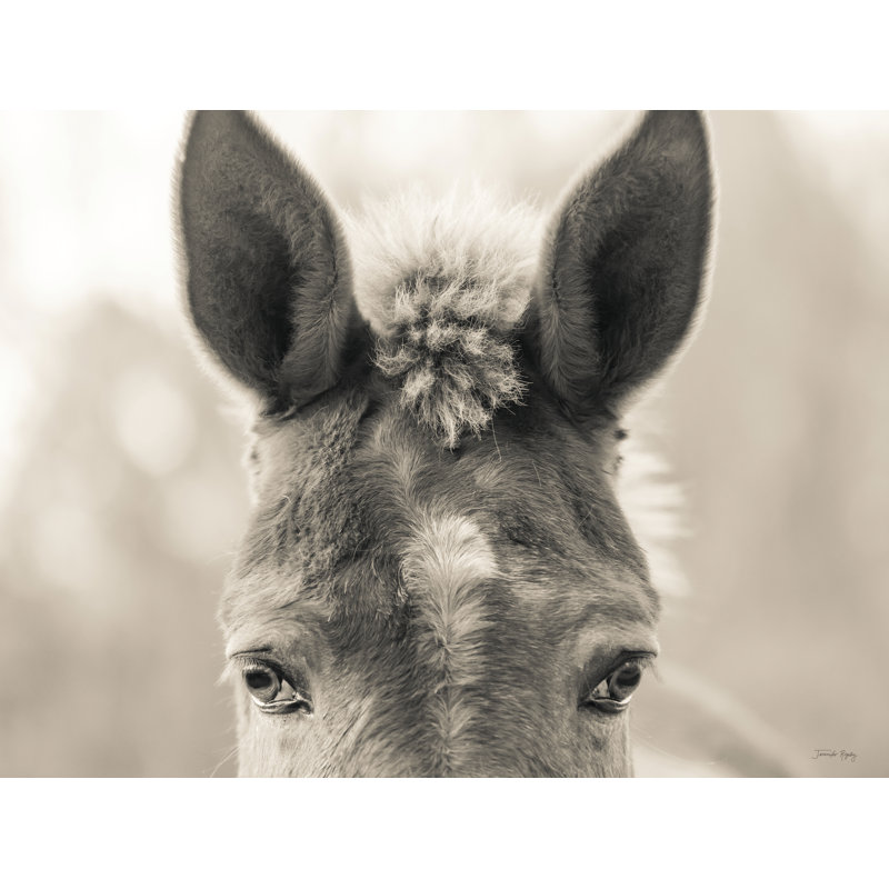 Entrada " Mr. Mule ", 32" H x 48" W