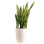 Costa Farms Indoor Snake Plant Sansevieria Laurentii House Plant in 10-inch Décor Pot