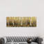 Forest Light by Allison Pearce - Panoramic Print on Canvas-1192905832-1192905879