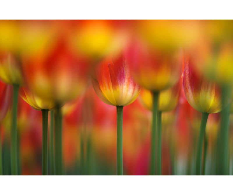 Wrapped Canvas Print, 50.8 cm H x 76.2 cm W