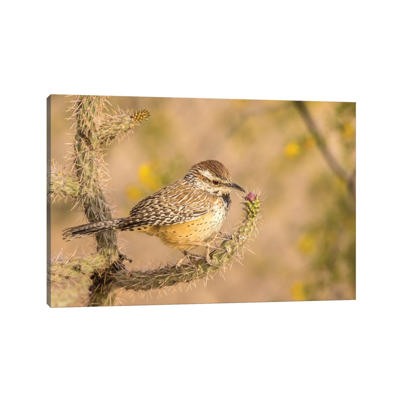 USA, Arizona, Desert Botanic Garden. Cactus Wren Perched On Cactus. by Jaynes Gallery - Wrapped Canvas Print