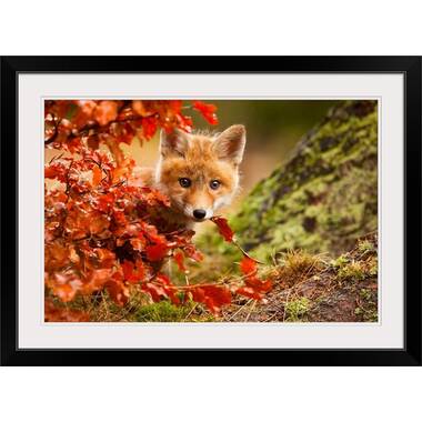 Straub Fox by Robert Adamec - Photograph Print