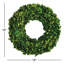 Alby Preserved Boxwood Real Greenery Wreath-233478299