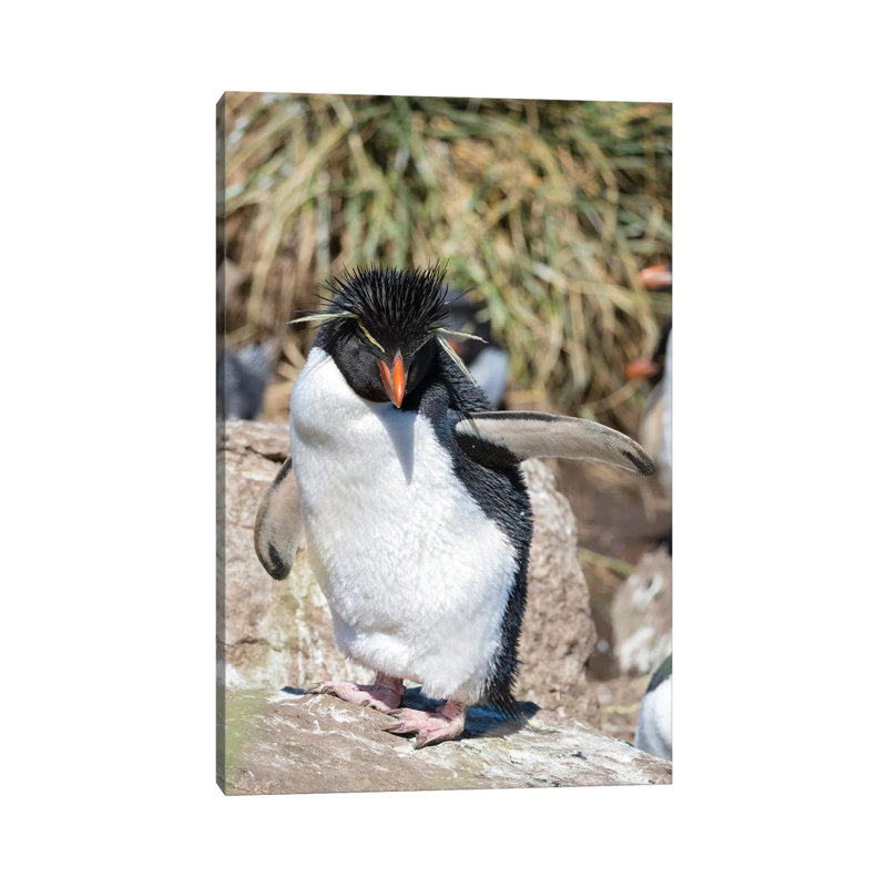 Rockhopper Penguin, Subspecies Western Rockhopper Penguin , Falkland Islands by Martin Zwick - Wrapped Canvas Print