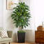 180cm Tree