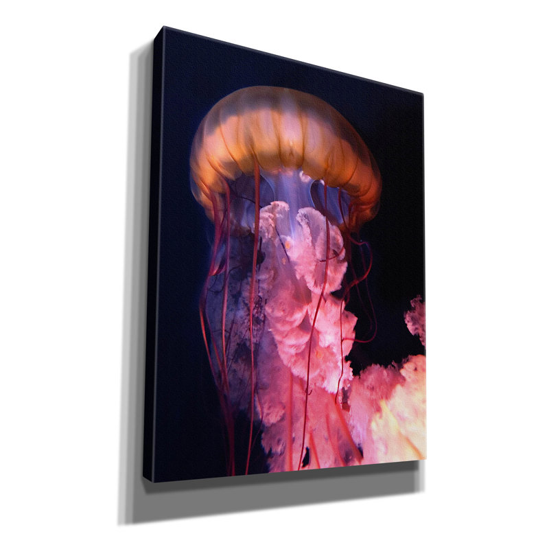 «Gelly» par PhotoINC Studio, H 16 po x l 12 po