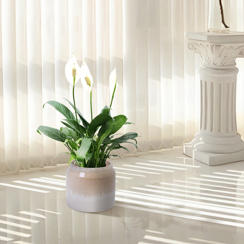 Pot de fleurs en céramique dégradé, Brun / Blanc