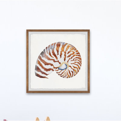 «Tiger Shell», reproduction encadrée