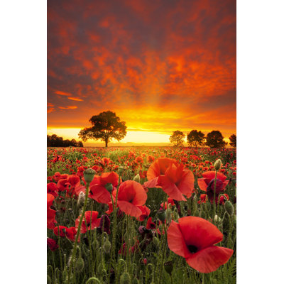 Poppy fields under dramatic skies 1 Piece Wrapped Canvas Wall Art