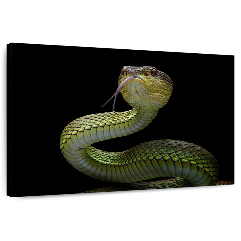 Venomous Viper