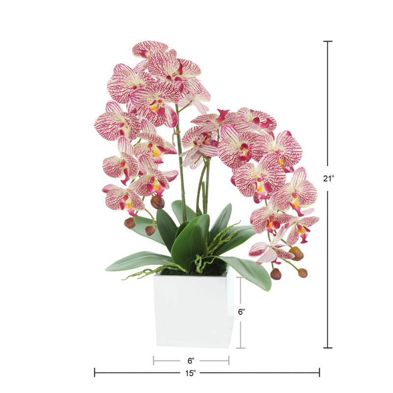 Orchid Arrangement in Square Fiberstone Pot, Pink