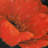 flower - 32"x32" art on canvas