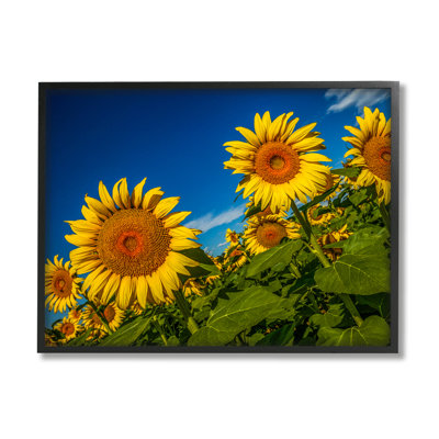 Gorgeous Sunflower Field Summery Blue Clouds Sky by Steve Smith - Floater Frame Photograph on Canvas -  Stupell Industries, ao-556_fr_11x14