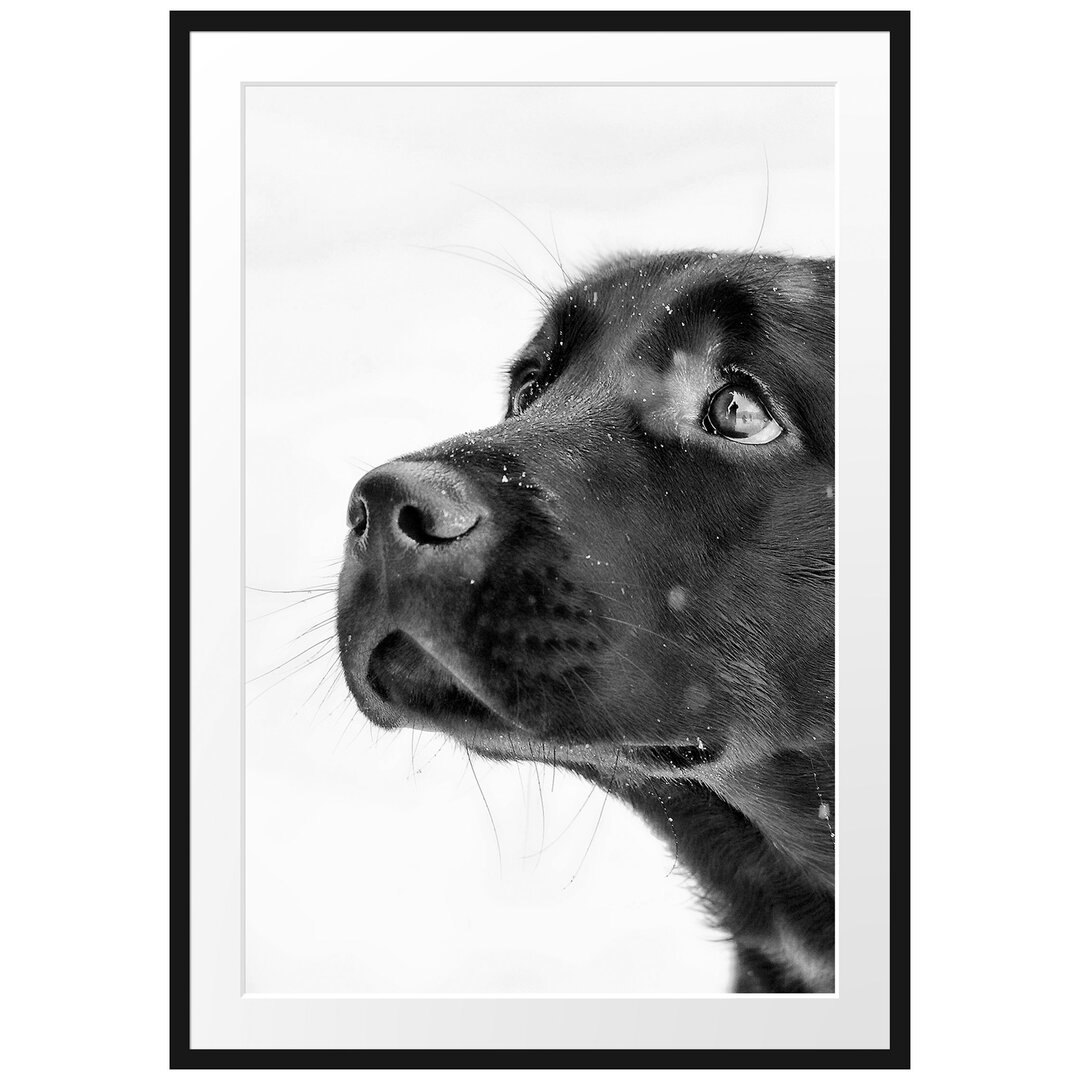 Schwarzer Labrador im Schnee Gerahmter Fotokunstdruck Poster