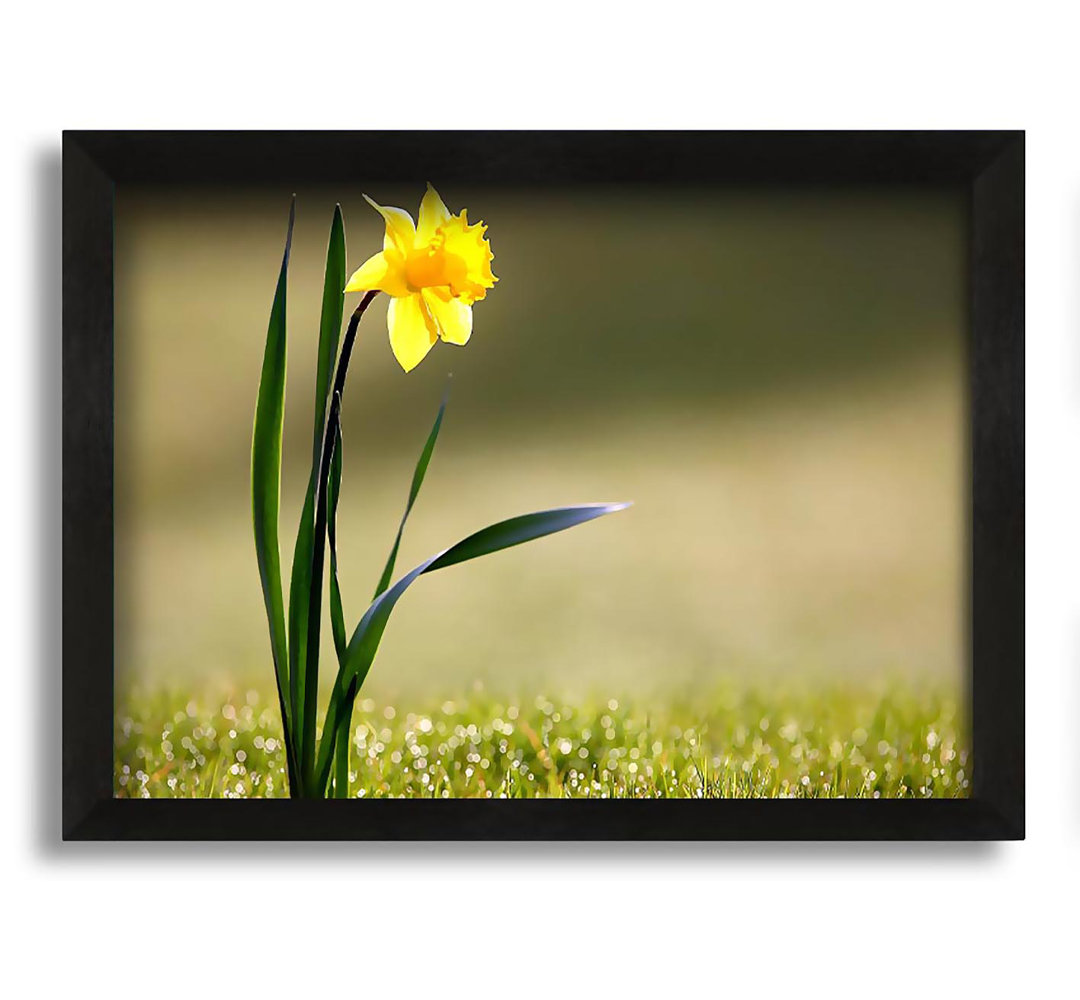 Gerahmtes Leinwandbild Single Daffodil