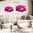 Yarlin Magenta And Yellow Macarons