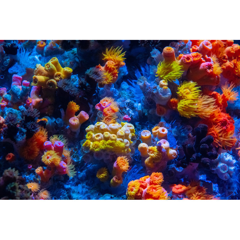 Coral Reef par Tobiasjo, H 24 po x l 36 po