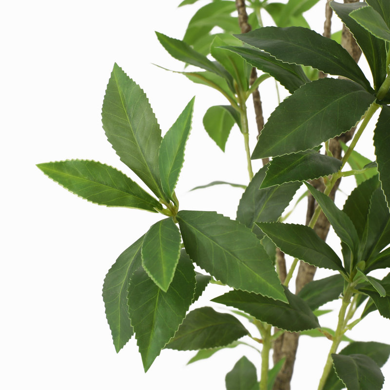 ARBRE À PIERIS 120CMTIFTIFS