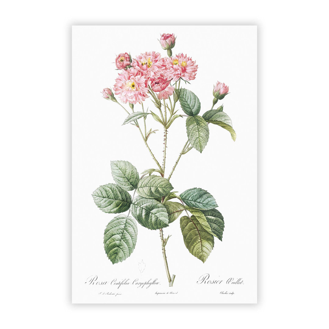 Cabbage Rose in Pink by Pierre Joseph Redoute - Frameless Print