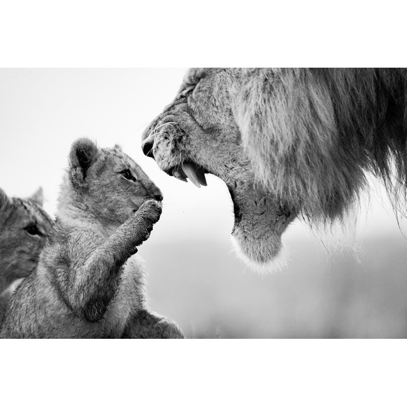 Educating The Future Lion King - Wrapped Canvas Print, 81cm H x 122cm W x 3.8cm D