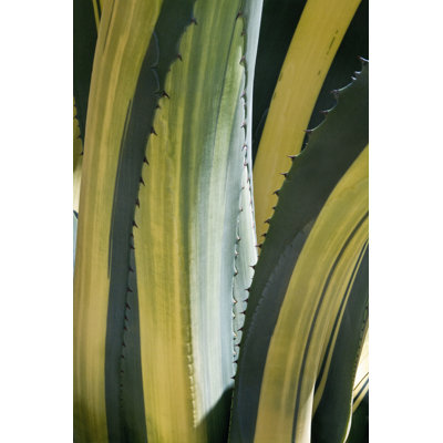 Agave panaché I