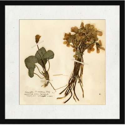 Pressed Botanical " Pressed Botanical 3 "