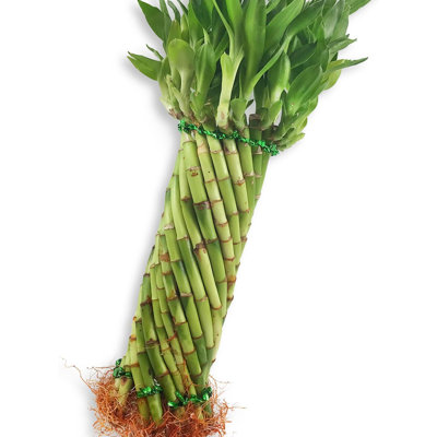 Tornado Bamboo Topiary - Live Plant - Ships Bare Root - Spiral Shaped Stalks - Air Purifying Feng-Shui Zen Garden Houseplants