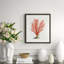 Red Coral Illustration VI Giclee Print by Soicher Marin Archives