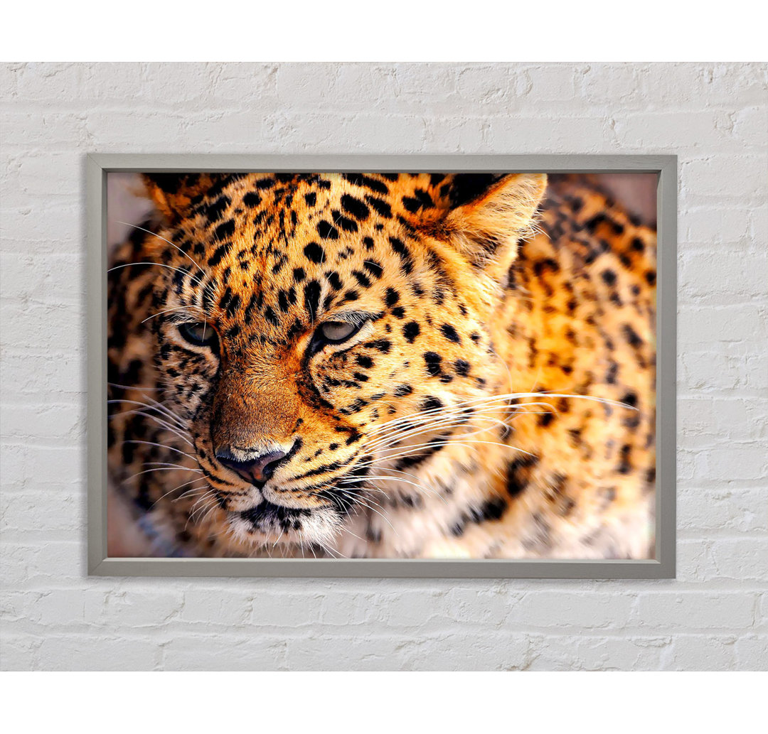 Leopard Close Up - Einzelner Bilderrahmen Kunstdrucke auf Leinwand