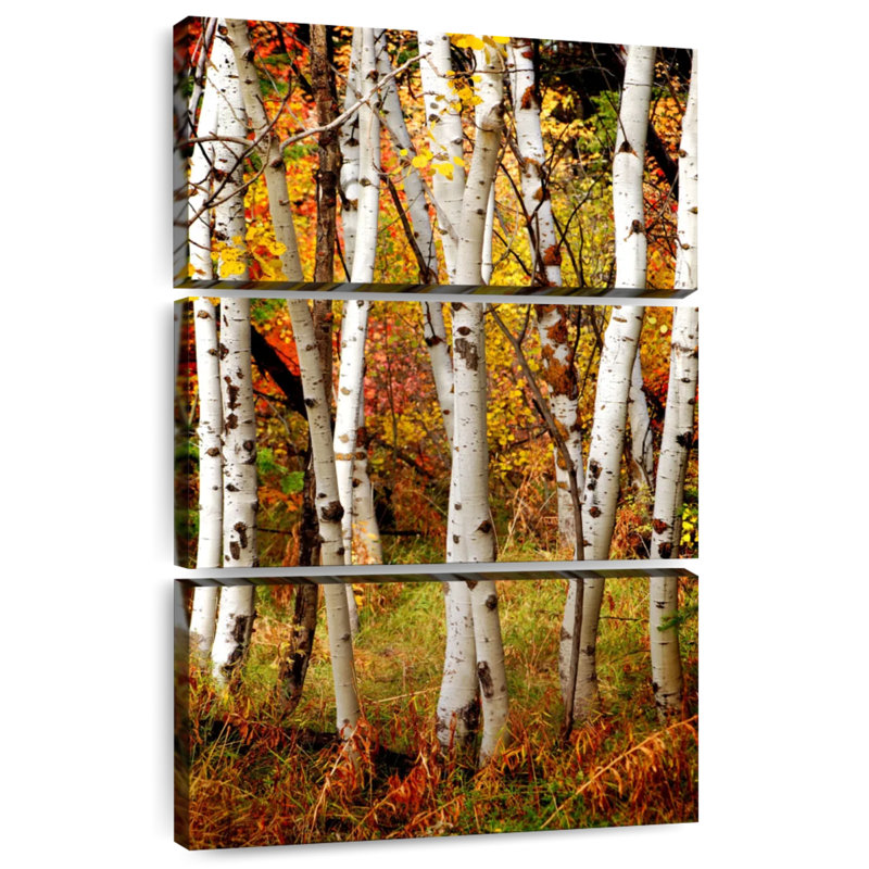 Alvord Slender Birch Trunks