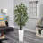 Bamboo Tree in White Tower Planter
