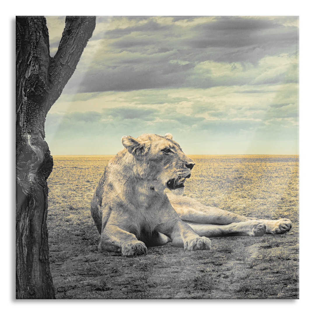 Ungerahmtes Foto auf Glas "Lioness Resting in a Savannah"