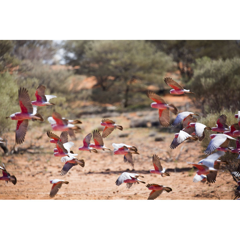 Flock Of Galahs. by MERLYN CANTWELL - Wrapped Canvas Print, 61cm H x 91cm W