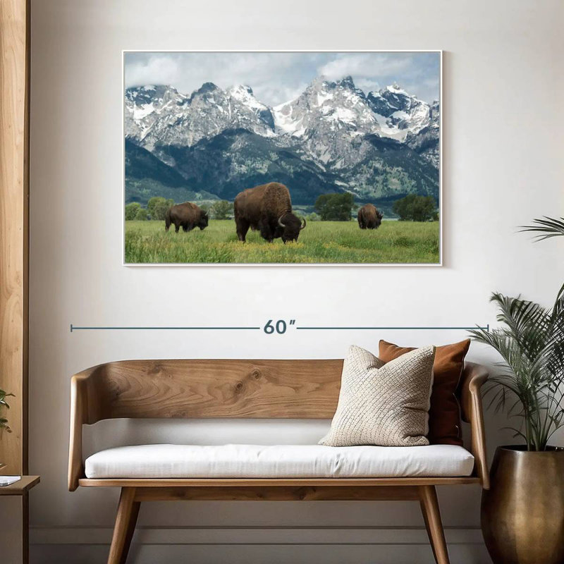Bison Teton broutant, Cadre flottant blanc, 46 po x 31 po