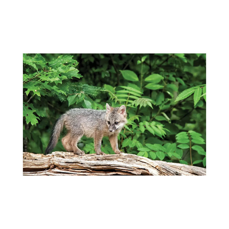 États-Unis, connexion de la faune du Minnesota, Sandborn, Minnesota. «A Grey Fox Kit Stands on a Fallen Tree» par Deborah Winchester - photographie sur toile tendue