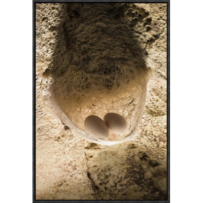 " Edible-Nest Swiftlet Nest With Eggs "