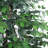 72'' Faux Tree in Wicker/Rattan Basket