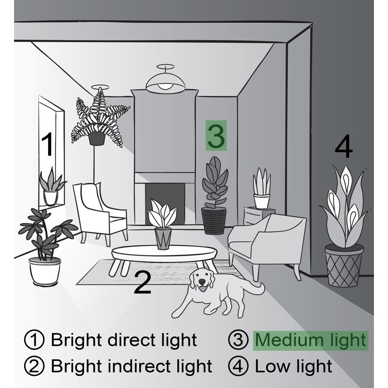 Live Peace Lily Plant in Classic Pot, Copper