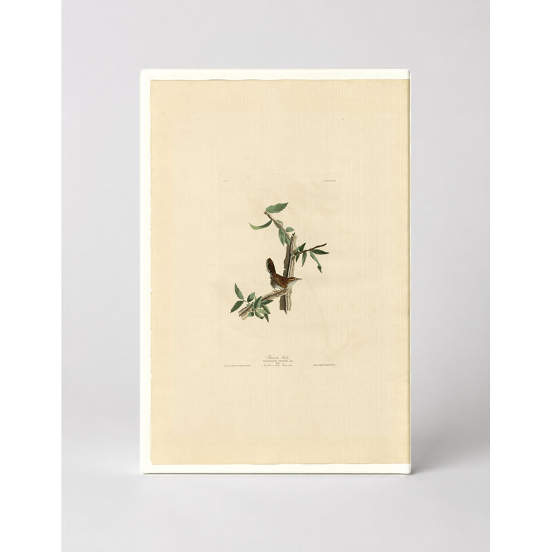 Bewick's Wren (1831) - Portrait, art mural sur toile, 36" W x 24" H