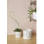 Ceramic Planter-1711809975