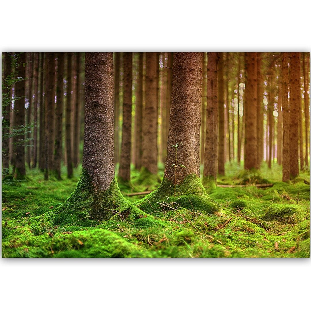 Leinwandbild Mit Moos bedeckte Stämme