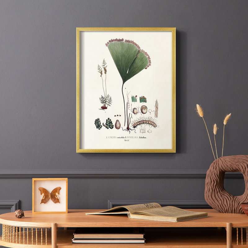 «Botanical Society Ferns IX», reproduction encadrée - bois massif, H 28 po x l 22 po