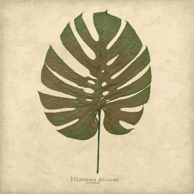 Windowleaf
