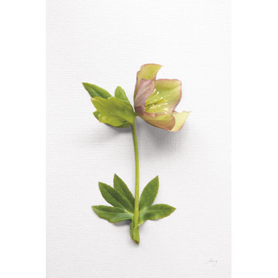 Hellebore Study III