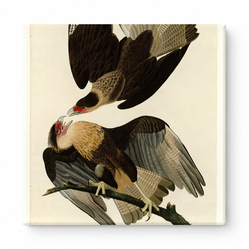 Caracara brésilien, aigle (planche 161), art mural carré sur toile, 16" W x 16" H